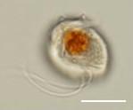 Pfiesteria piscicida algae (phylum Pyrrophyta; dinoflagellate protists), planozygote. Scale bar 10 µm.